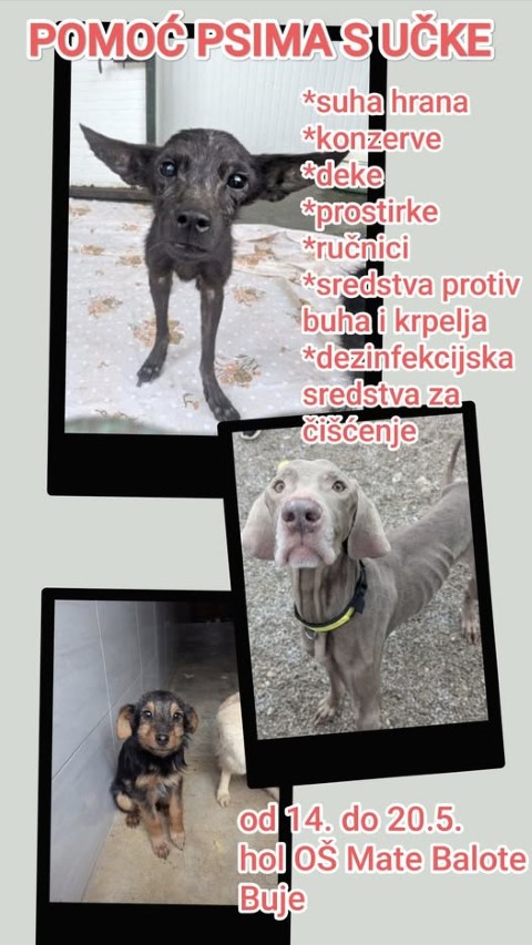 Plemenita akcija još traje: Pomozimo psima s Učke!